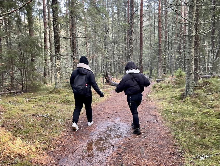 Lahemaa forest